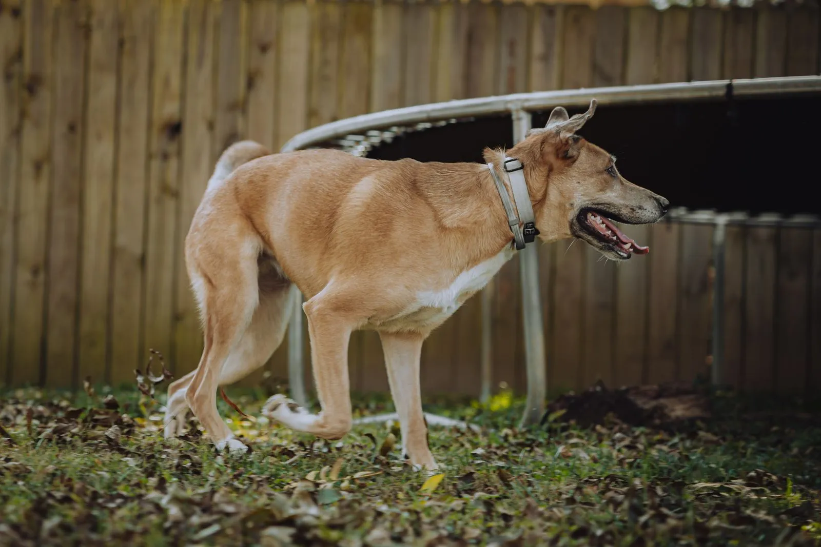 Preparing Your Home for a Special-Needs Pet